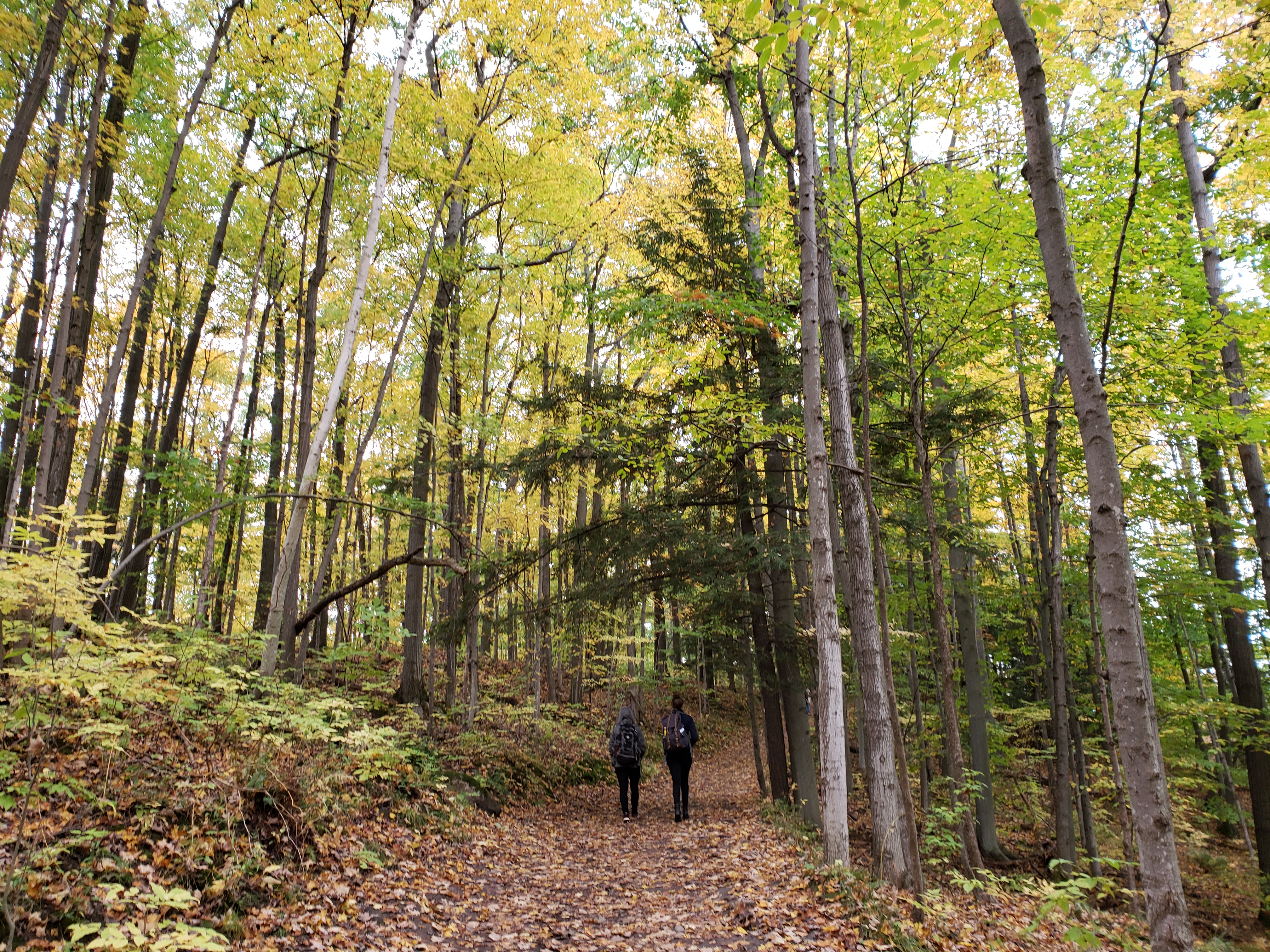 A peaceful forest path inviting calm and reflection
